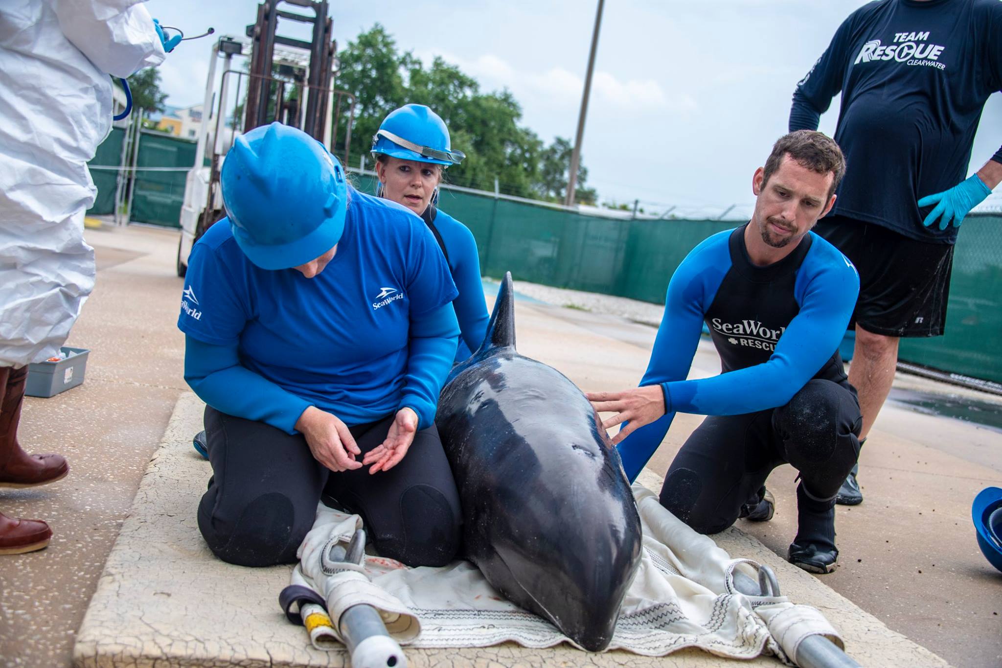 SEAWORLD ORLANDO ASSISTS IN RESCUE OF MELON-HEADED WHALE!